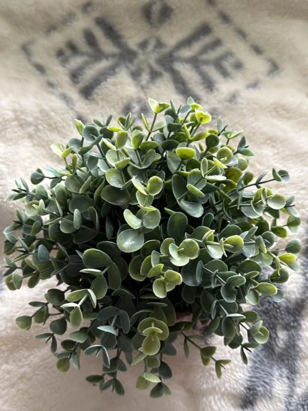 Decorative plant